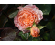 Rosa Etrusca