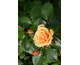 Rosa Foxtrot Courtyard