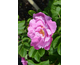 Rosa rugosa Foxy