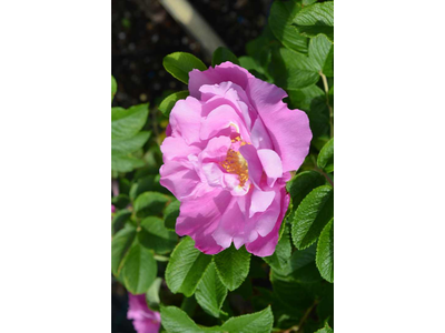 Rosa rugosa