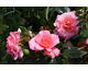 Rosa Free Spirit