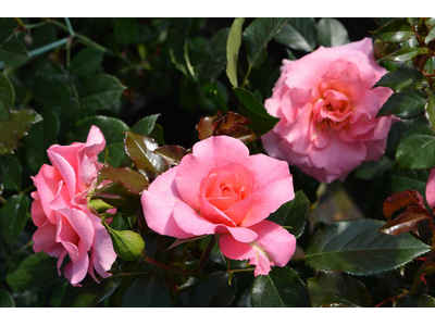 Rosa