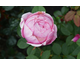 Rosa Gartenprinzessin Marie-Josè