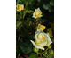 Rosa Golden Fashion