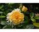 Rosa Golden Pareo Gp