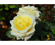 Rosa Golden Perfumella