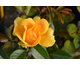 Rosa Golden Years