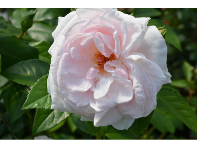 Rosa