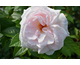 Rosa Graciosa