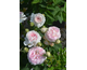 Rosa Great Maiden's Blush (Cuisse de Nymphe Emue)