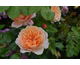 Rosa Gret's Joy