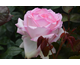 Rosa Honore de Balzac
