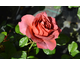 Rosa Hot Cocoa