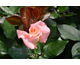 Rosa Inspiration - The WI Centenary Rose