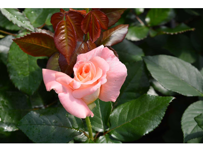 Rosa
