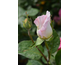 Rosa Jardins de Bagatelle