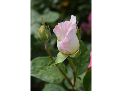 Rosa