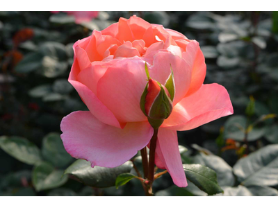 Rosa
