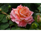Rosa Jef l'Artiste