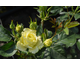 Rosa Joanne Palace