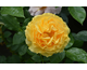 Rosa Julia Child