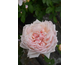 Rosa La France