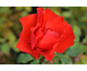 Rosa La Sevillana Clg