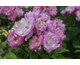 Rosa Lavender Siluetta