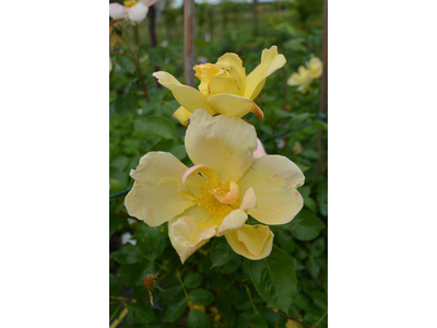 Rosa
