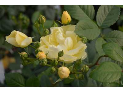 Rosa