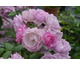 Rosa Lilac Bouquet