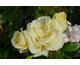 Rosa Limona