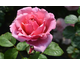 Rosa Line Renaud