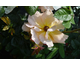 Rosa Louis de Funes