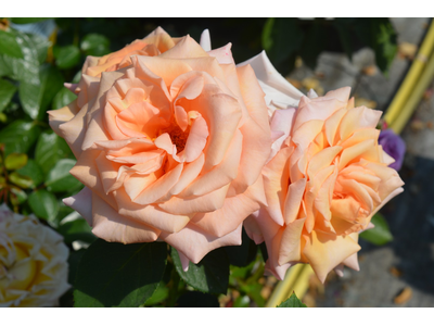 Rosa