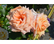 Rosa Luna di Miele