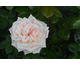Rosa Madame Anisette