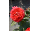 Rosa Maestro