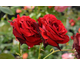 Rosa Magia Nera