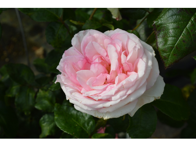 Rosa