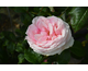 Rosa Meine Rose