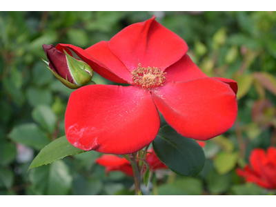 Rosa
