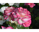 Rosa Miss Congeniality (Stuart)