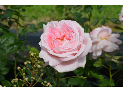 Rosa
