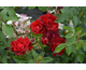 Rosa Moulin Rouge