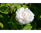 Rosa Muscosa Alba