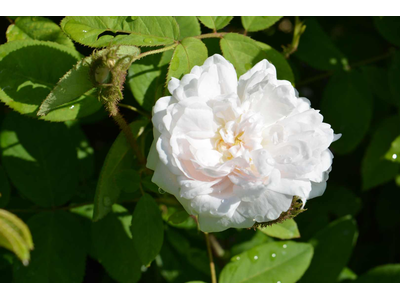 Rosa