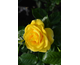 Rosa Nurse Tracey Davies