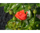 Rosa Odelia Renaissance