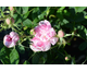 Rosa Omar Khayyam
